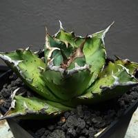 59IN180】【 COK/CG01 】※発根済み | PLANET ROCK PLANTS