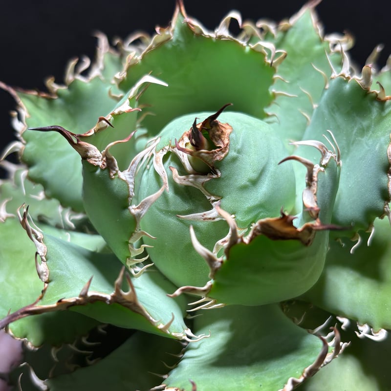 C43】【圓葉拇指/フィリグリー】※未発根株 | PLANET ROCK PLANTS