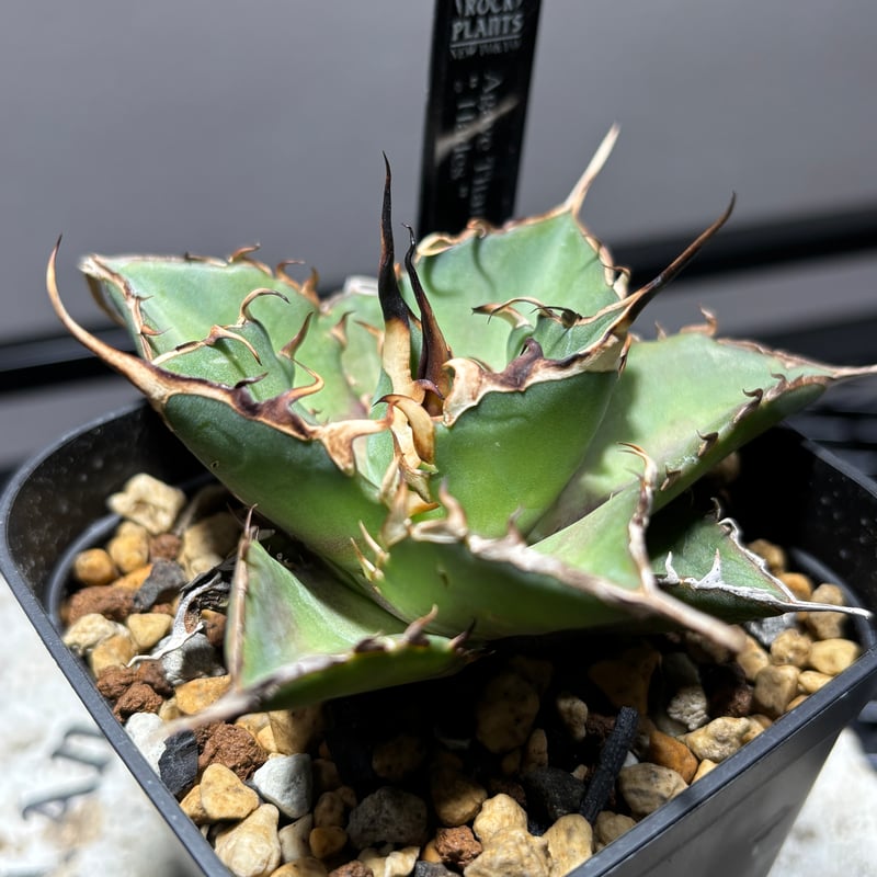 511C200】【 Hades 】※発根管理株 | PLANET ROCK PLANTS