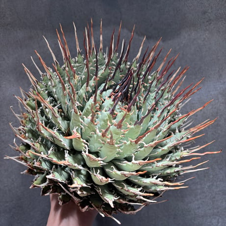 CATEGORY Others | PLANET ROCK PLANTS