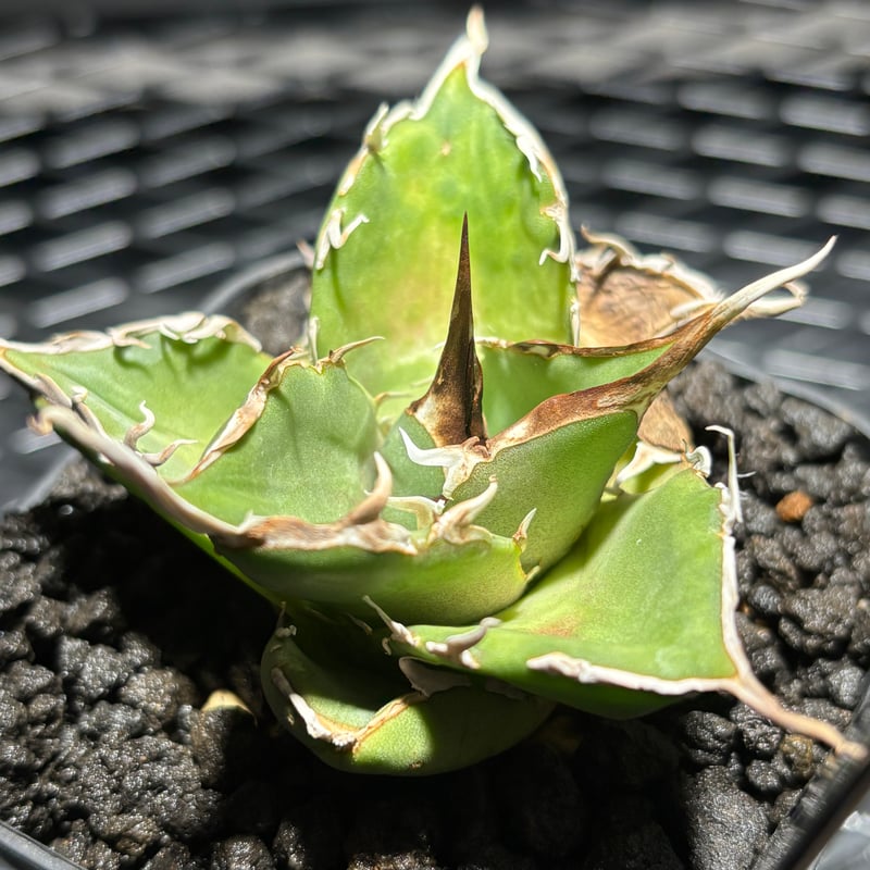 O62IR015】【 Griffin 】※発根済み | PLANET ROCK PLANTS