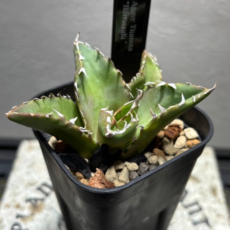 P*★様 COK CG01アガベ PLANET ROCK PLANTS 発根済み P*☆様 COK CG01アガベ PLANET ROCK PLANTS 発根済み