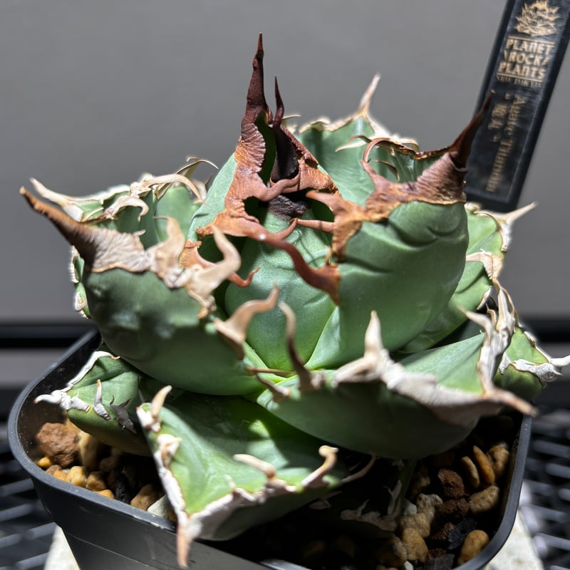 511C164】【 魔丸 】※発根管理株 | PLANET ROCK PLANTS