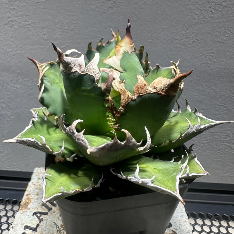 NPLANTS 赤猫 大株 NPLANTS 赤猫 大株