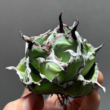 ブラックアンドブルー | STORES