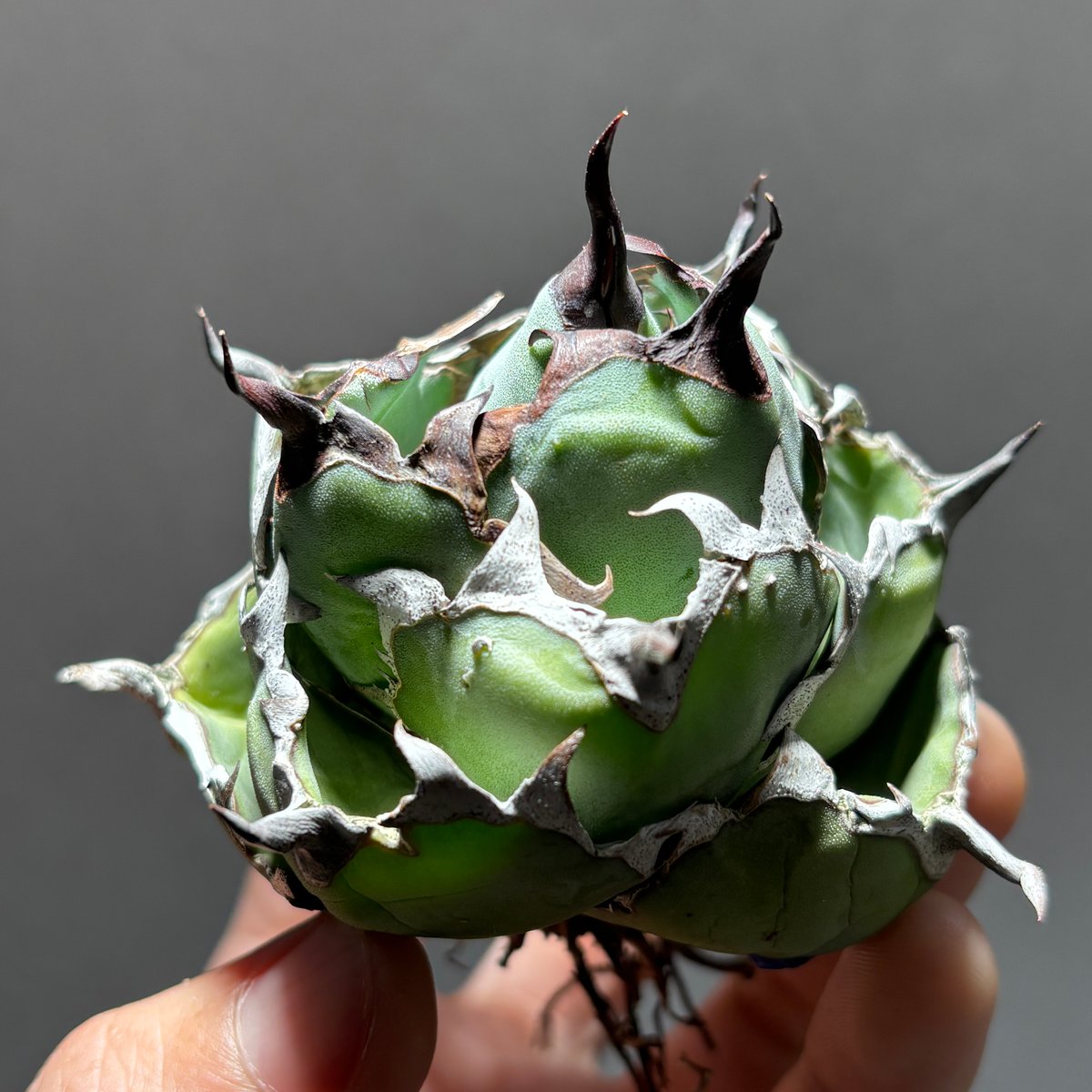 O62IN052】【 Black and Blue 】※未発根株 | PLANET ROCK