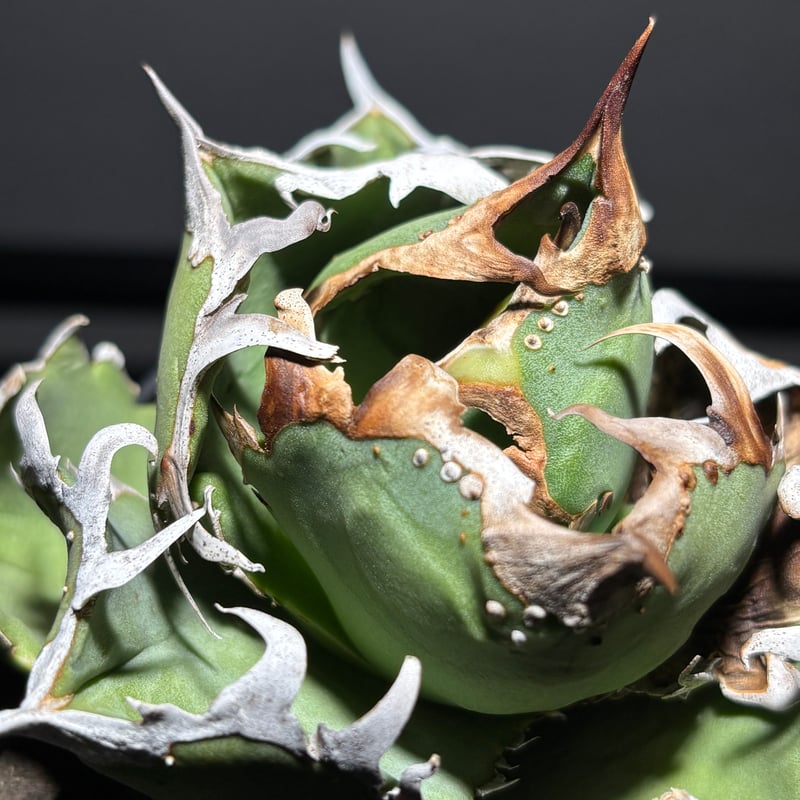 O1338】【 COK/CG01 】※発根済み | PLANET ROCK PLANTS