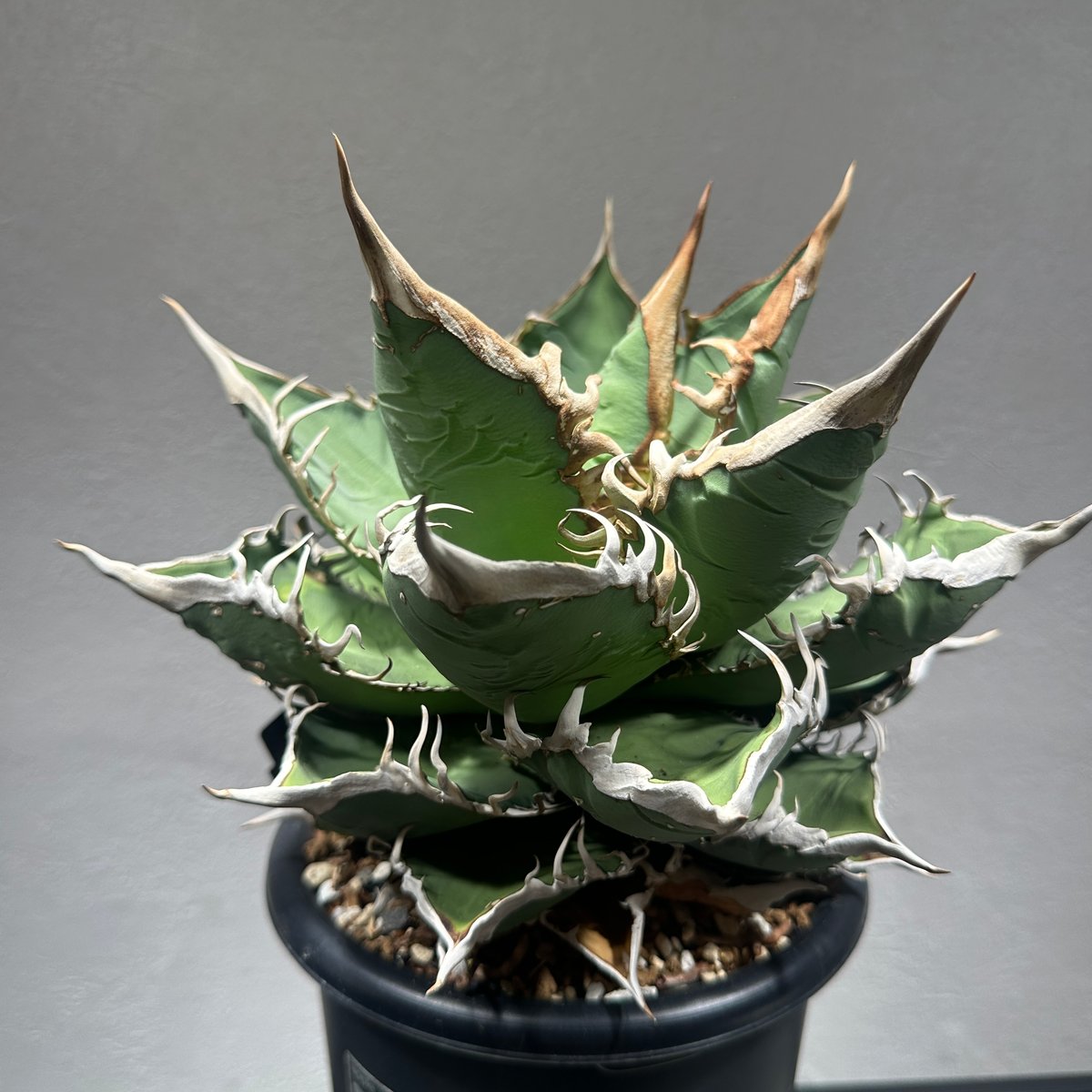 アガベ agave ファルコン falcon 仔株① アガベ agave