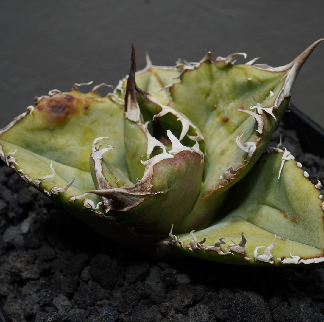 353】【 STUDS Type A 】※発根済み | PLANET ROCK PLANTS