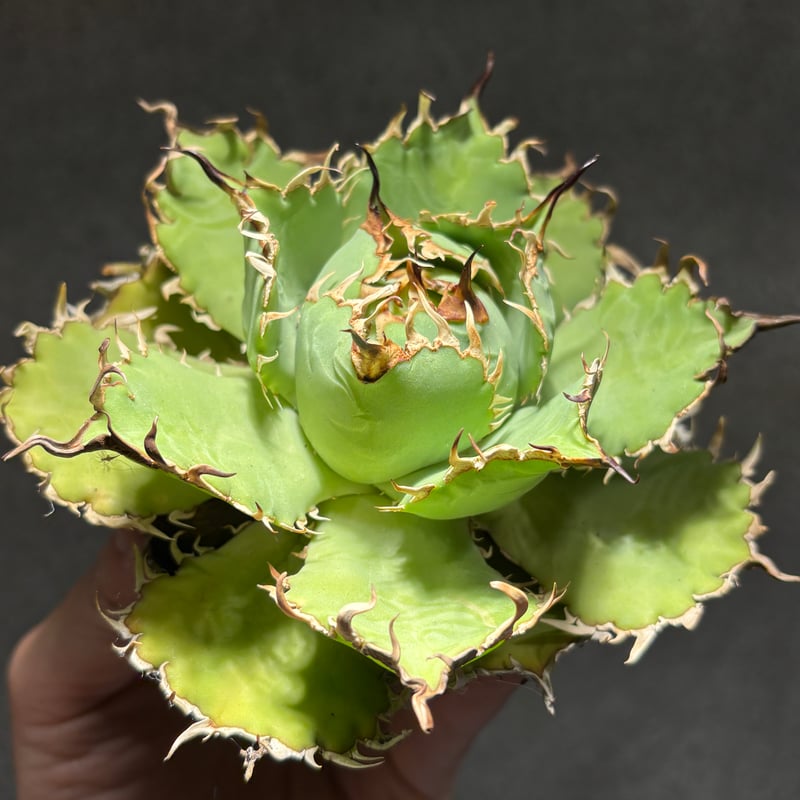 アガベ　フィリグリー　園葉拇指 アガベ・チタノタ 圓葉拇指(フィリグリー) agave titanota filigree