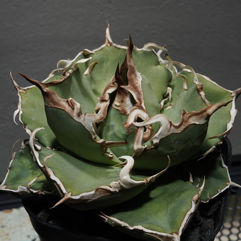 P*★様 COK CG01アガベ PLANET ROCK PLANTS 発根済み P*☆様 COK CG01アガベ PLANET ROCK PLANTS 発根済み