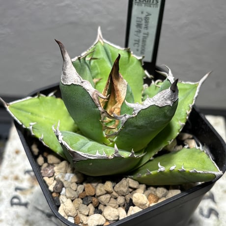 P*★様 COK CG01アガベ PLANET ROCK PLANTS 発根済み P*☆様 COK CG01アガベ PLANET ROCK PLANTS 発根済み P*☆