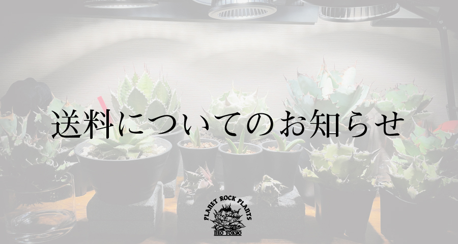 CATEGORY SPECIAL | PLANET ROCK PLANTS
