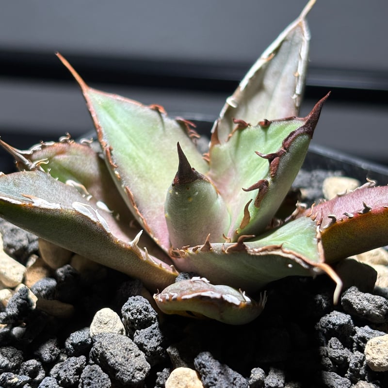 O62IR059】【 Obsidian 】※発根済み | PLANET ROCK PLANTS
