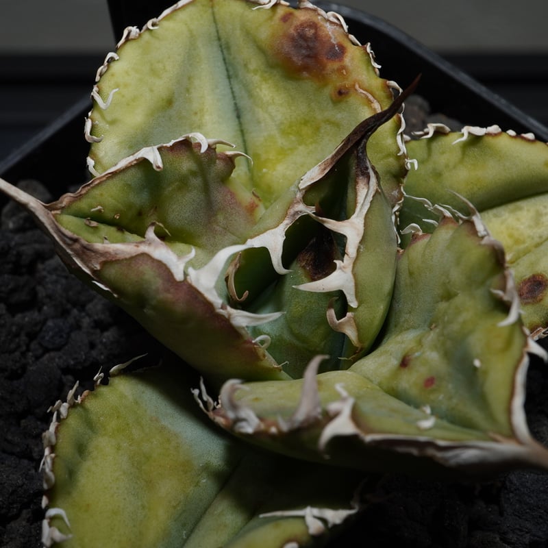 P*★様 COK CG01アガベ PLANET ROCK PLANTS 発根済み COK CG01アガベ PLANET ROCK PLANTS 発根済み - メルカリ