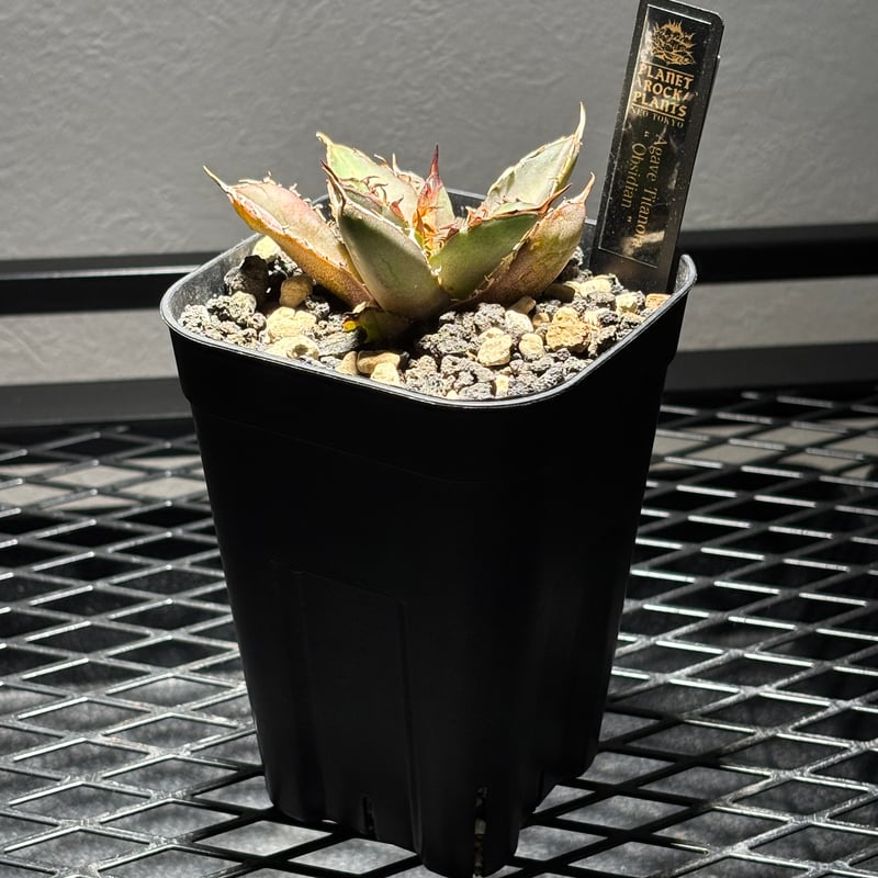 O62IR059】【 Obsidian 】※発根済み | PLANET ROCK PLANTS