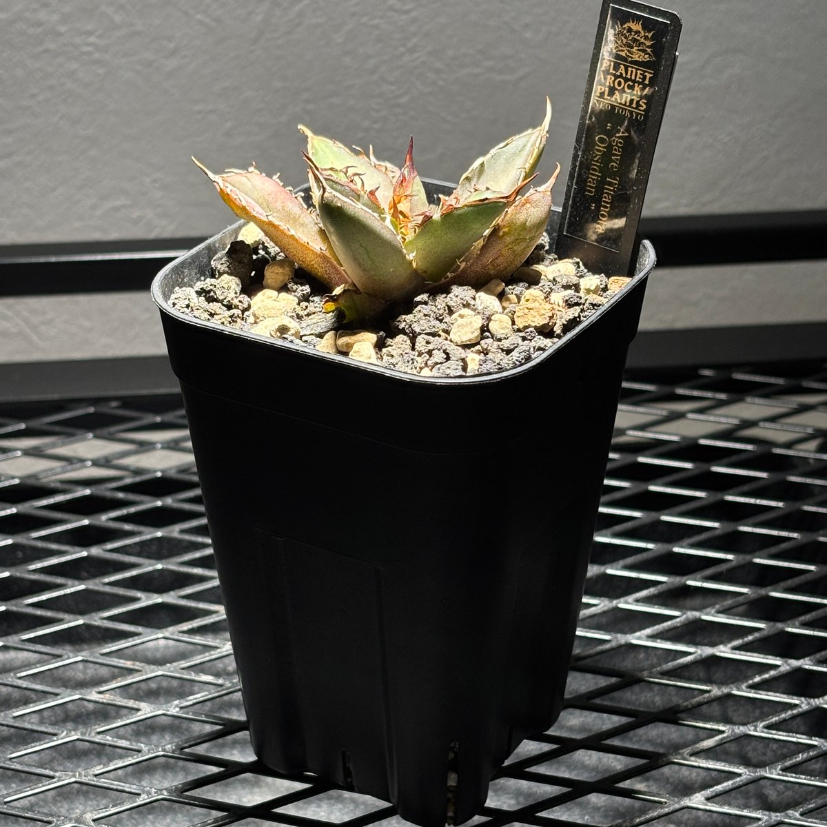O62IR059】【 Obsidian 】※発根済み | PLANET ROCK PLANTS