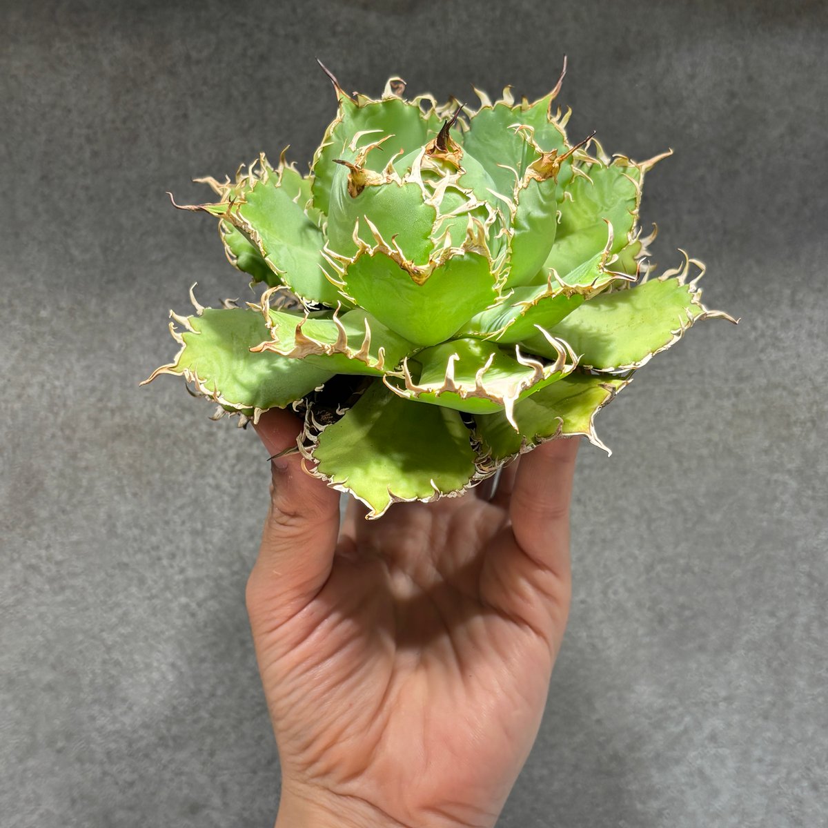 C43】【圓葉拇指/フィリグリー】※未発根株 | PLANET ROCK PLANTS