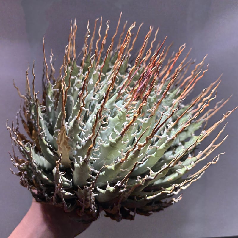 O66E125】【Utahensis var. Eborispina】※未発根株 | PLA