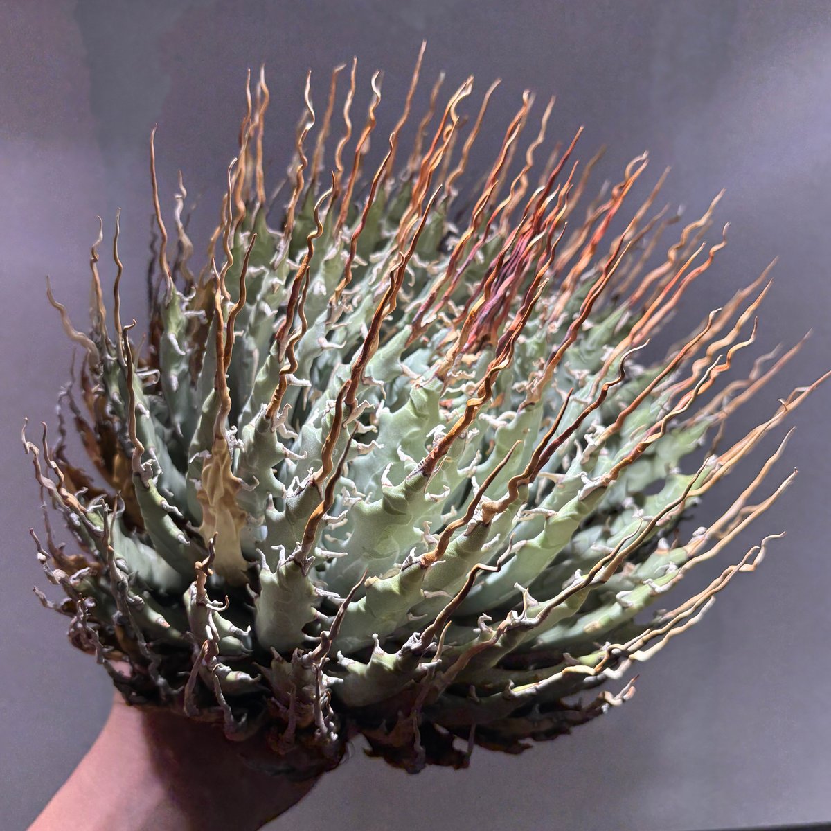 O66E125】【Utahensis var. Eborispina】※未発根株 | PLA