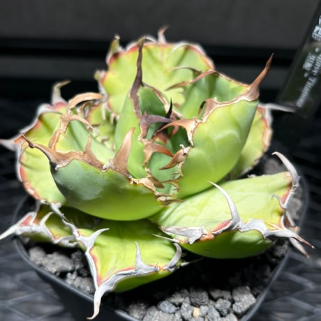 【クリスマスセール】♯34 選抜　低重心　太斑　アガベ　姫厳竜錦　白覆輪　TC 姫厳竜 | STORES