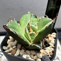 59IN212】【 ライムグリーン 】※発根管理株 | PLANET ROCK PLANTS