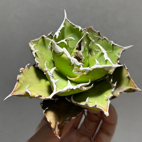 agavetitanota | STORES