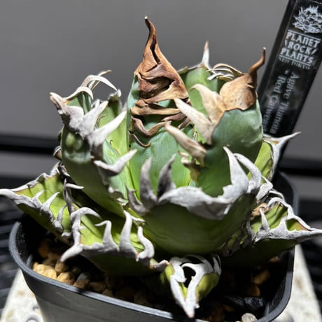 fit=cover,w=460,h=460