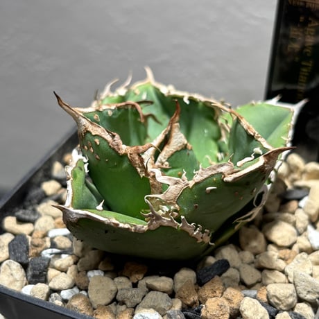 【goodraniku】激レア　ハイブリッド　血雷×姫厳竜 goodraniku】激レア ハイブリッド 血雷×姫厳竜 - メルカリ