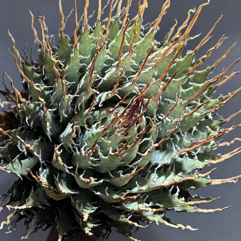 O66E125】【Utahensis var. Eborispina】※未発根株 | PLA
