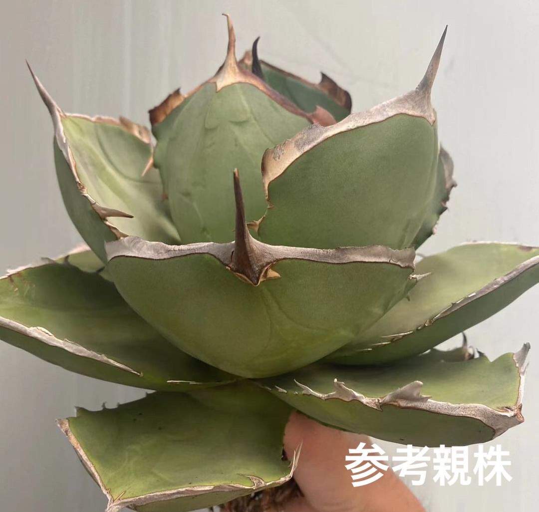 854アガベ チタノタ ジャガーノート 純血 メリクロン株 精選子株5株同