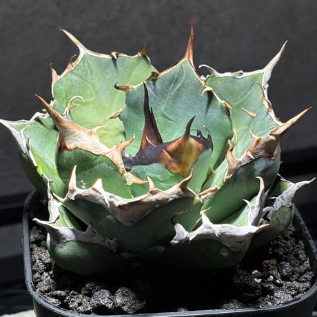 PLANET ROCK PLANTS