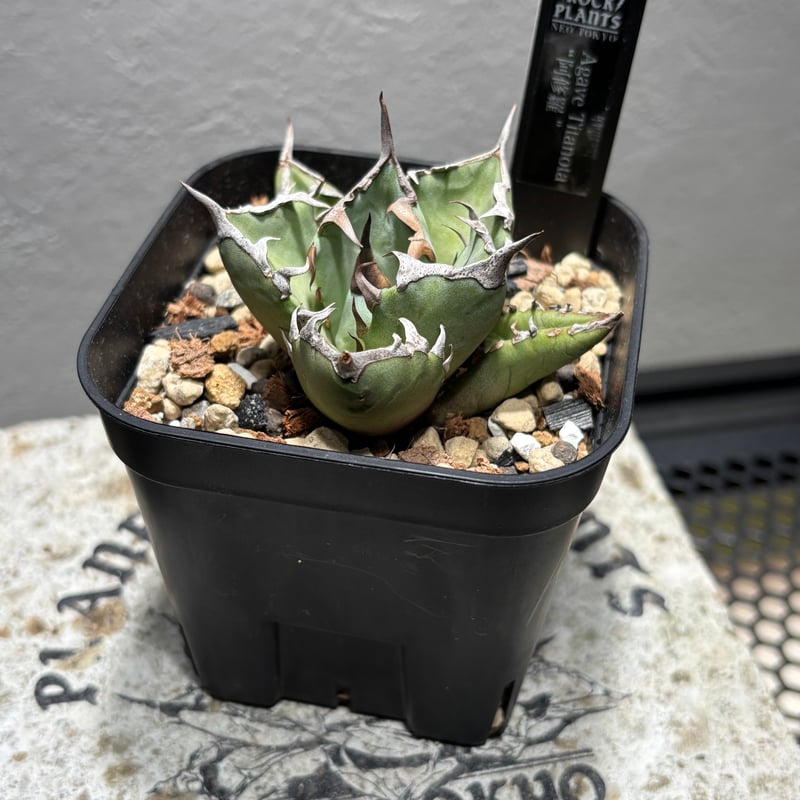 59IN314】【 阿修羅 】※発根管理株 | PLANET ROCK PLANTS