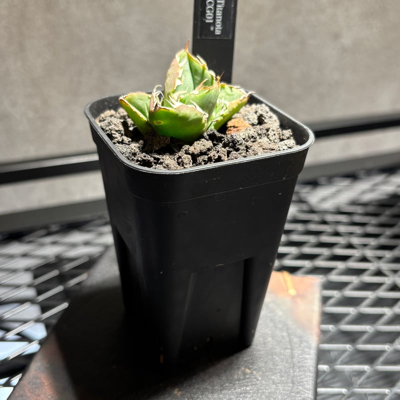 59IN180】【 COK/CG01 】※発根済み | PLANET ROCK PLANTS