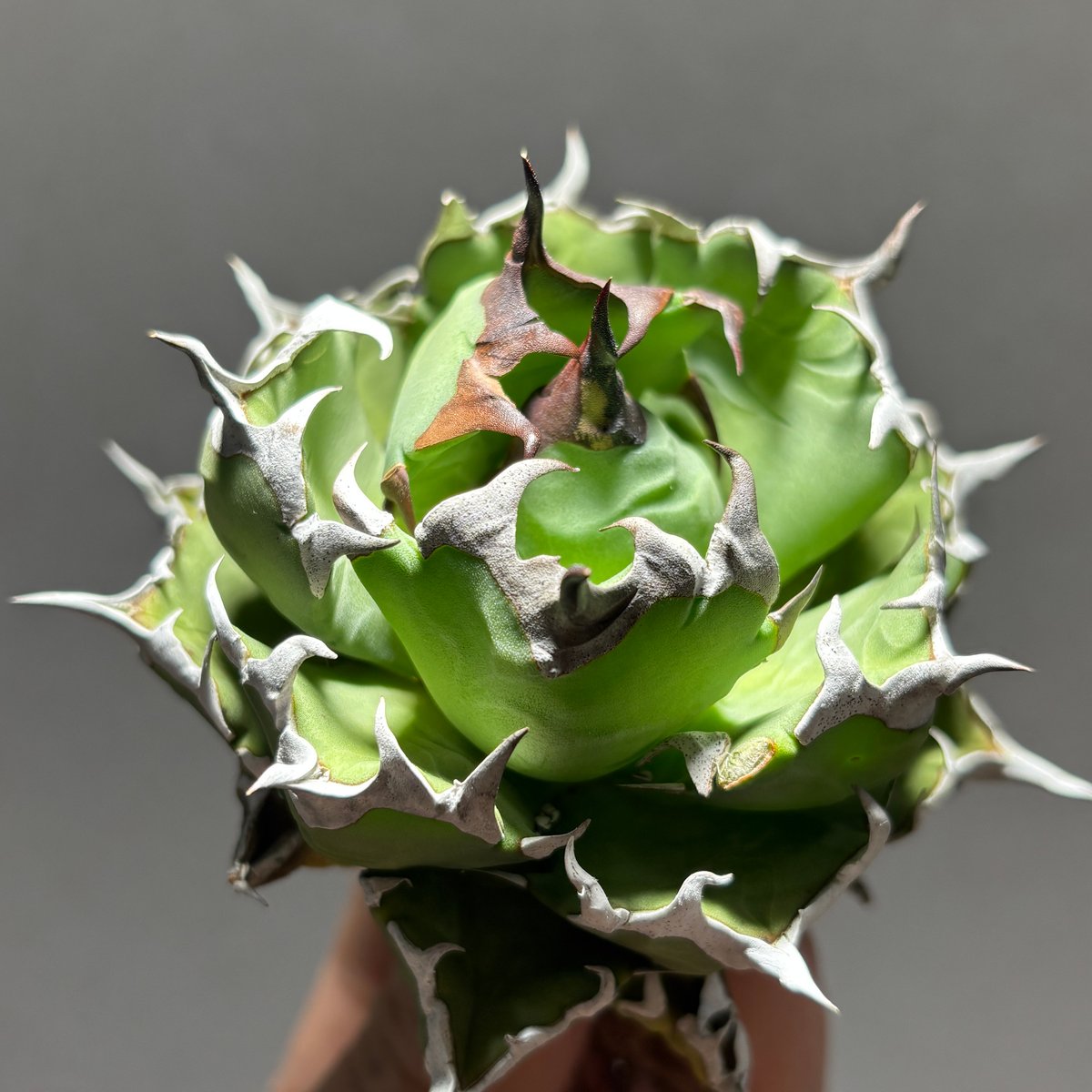 O62IN025】【 姫厳竜 】※未発根株 | PLANET ROCK PLANTS