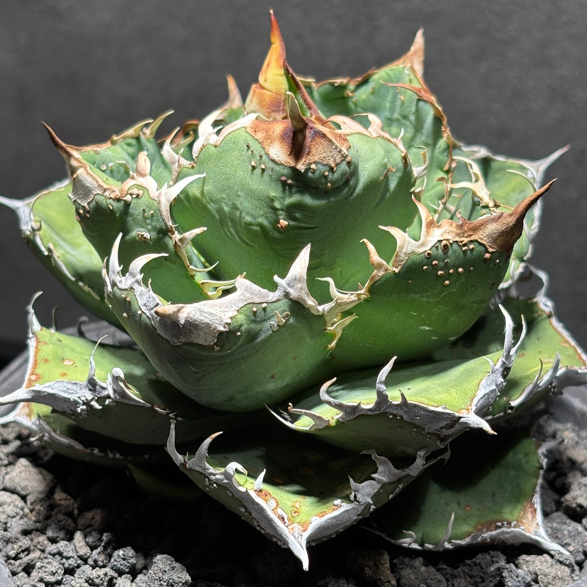 MS-WV 】※未発根子株① | PLANET ROCK PLANTS