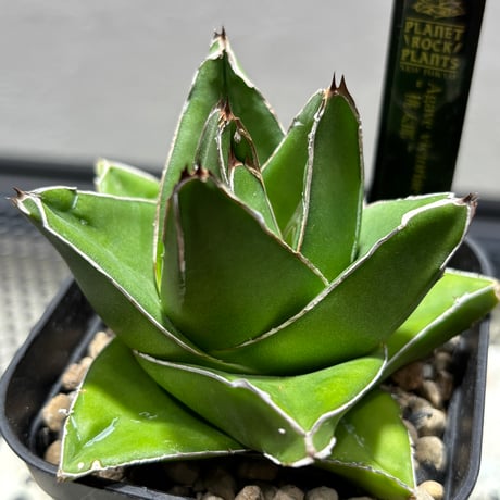 ビクトリアレギネ＆姫厳龍