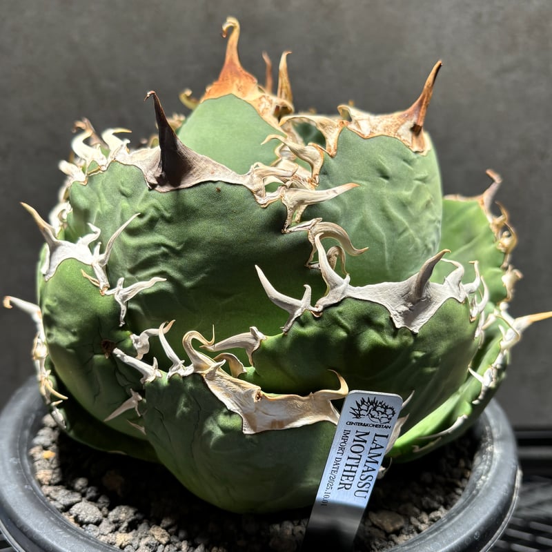 O511IR056】【 Lamassu 】※発根済み | PLANET ROCK PLANTS