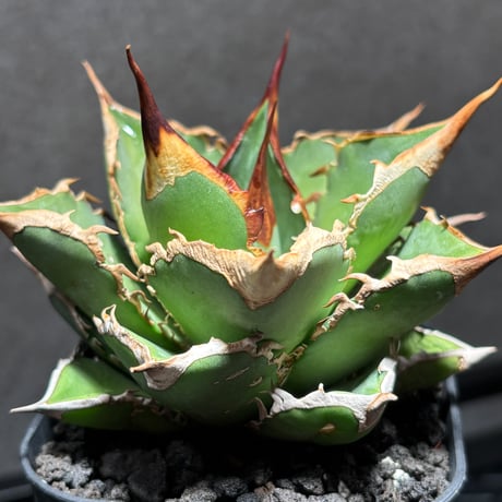 PLANET ROCK PLANTS