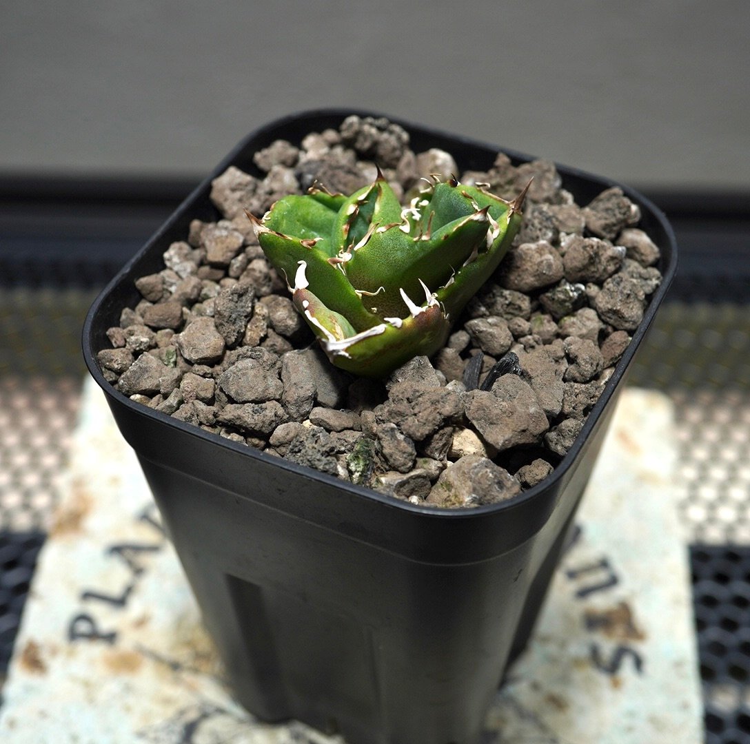 P*★様 COK CG01アガベ PLANET ROCK PLANTS 発根済み P*☆様 COK CG01アガベ PLANET ROCK PLANTS 発根済み COK CG01アガベ