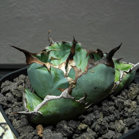 PLANET ROCK PLANTS