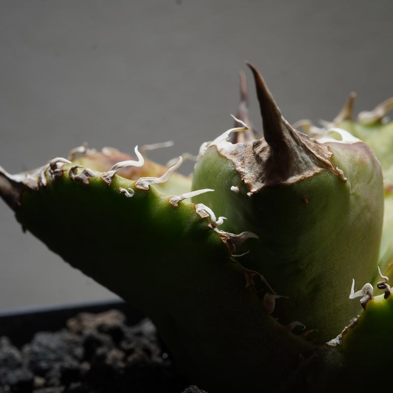 353】【 STUDS Type A 】※発根済み | PLANET ROCK PLANTS