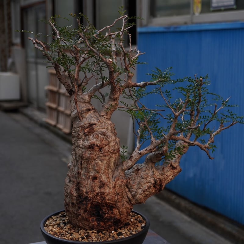 Operculicarya pachypus 】発根済み② | PLANET ROCK