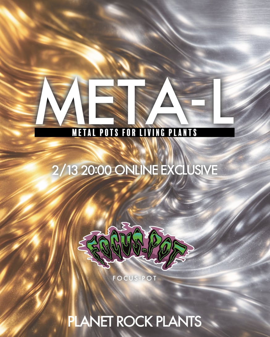 FOCUS-POT ONLINE限定リリース 】 | PLANET ROCK PLANTS