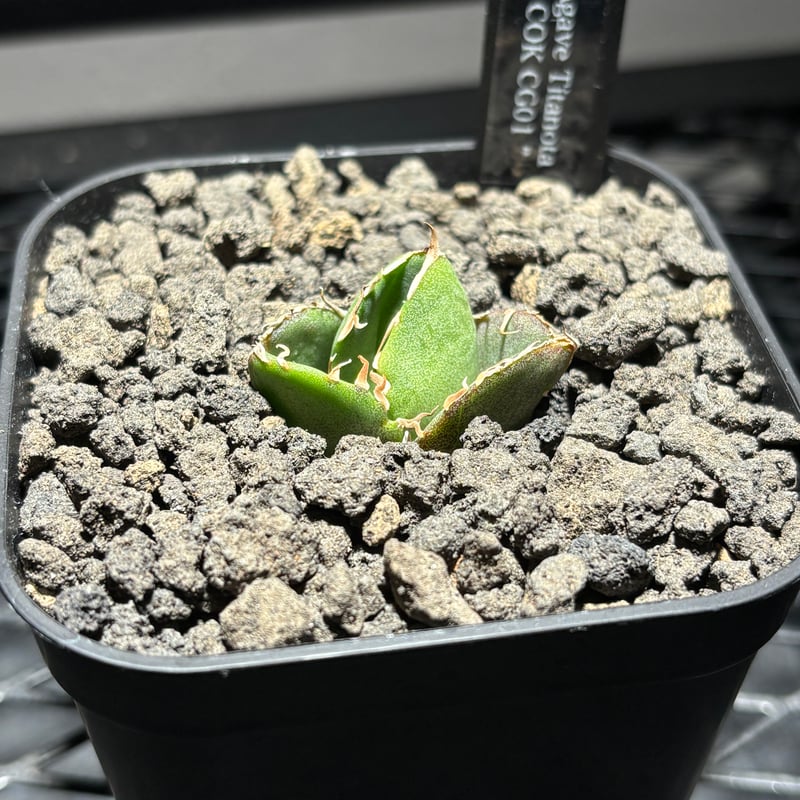 O1337】【 COK/CG01 】※発根済み | PLANET ROCK PLANTS