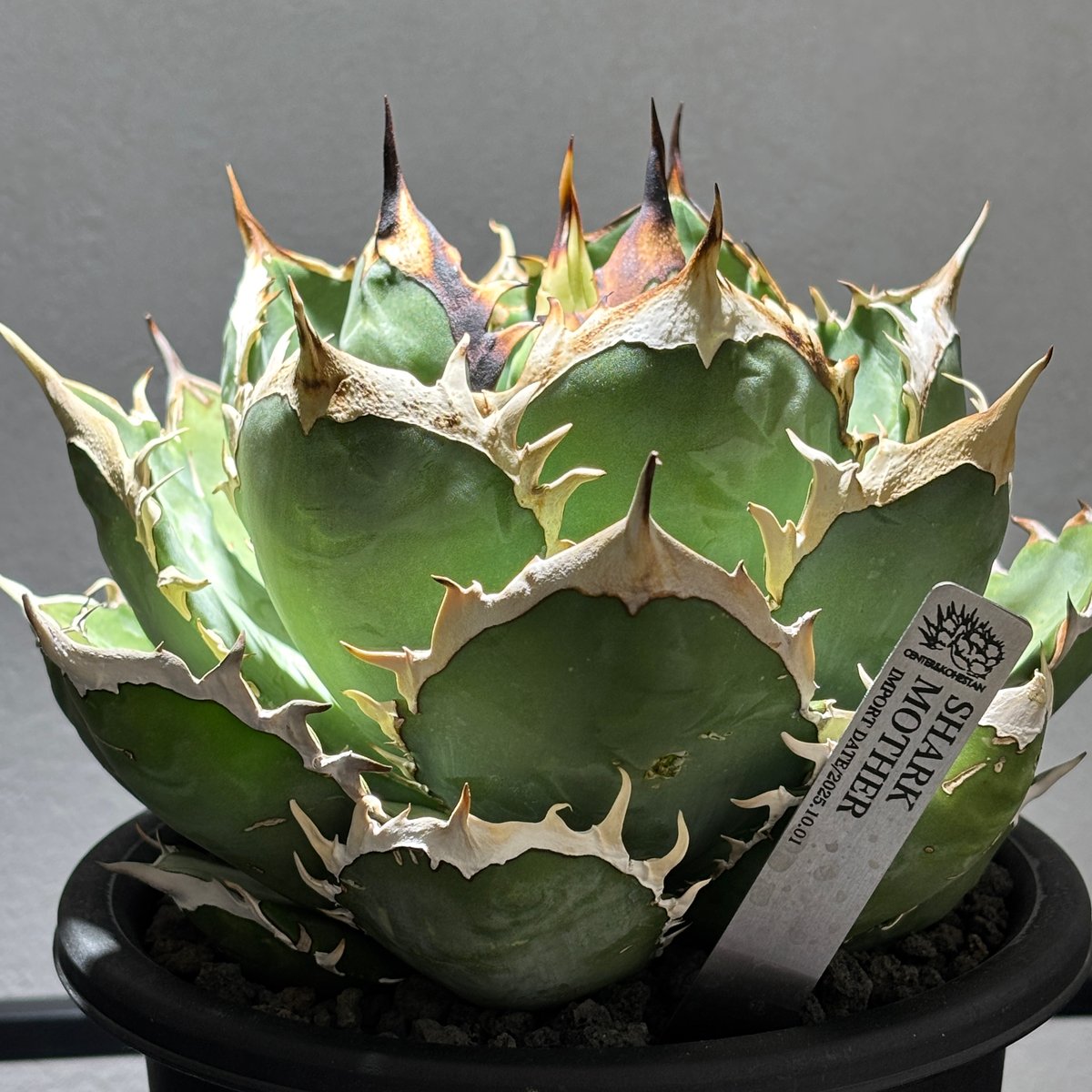 O53】【 Shark 】※発根済み | PLANET ROCK PLANTS