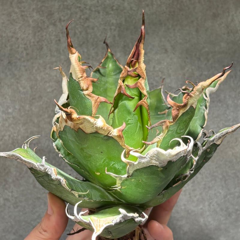 oaxaca oteroi seedingオアハカ白鋸歯 現地実生 oaxaca oteroi seedingオアハカ白鋸歯 現地実生 【公式通販】