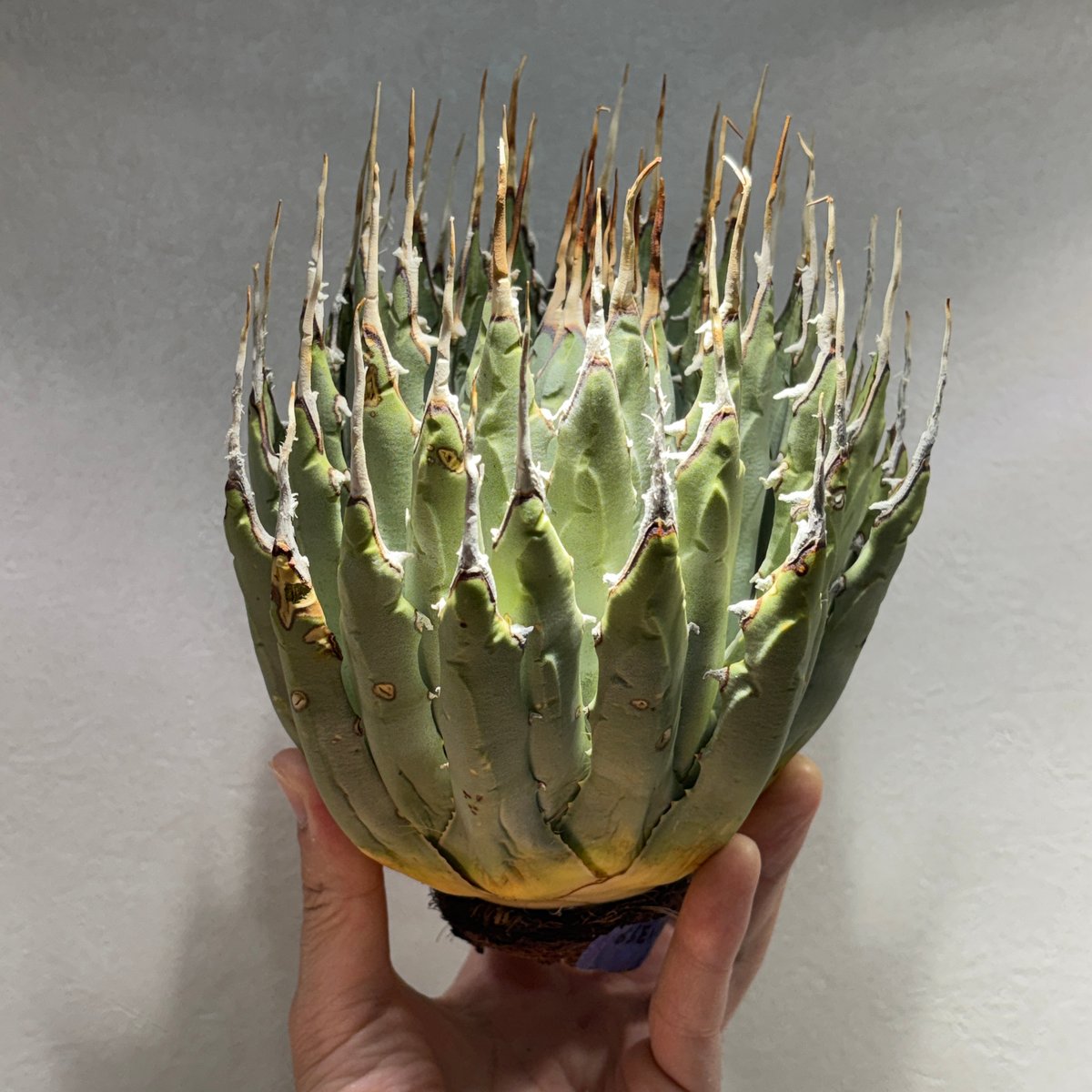 O66E129】【Utahensis var. Eborispina】※未発根株 | PLA