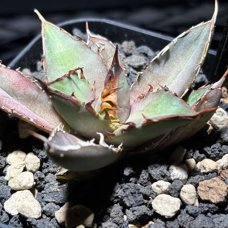 CATEGORY SPECIAL | PLANET ROCK PLANTS
