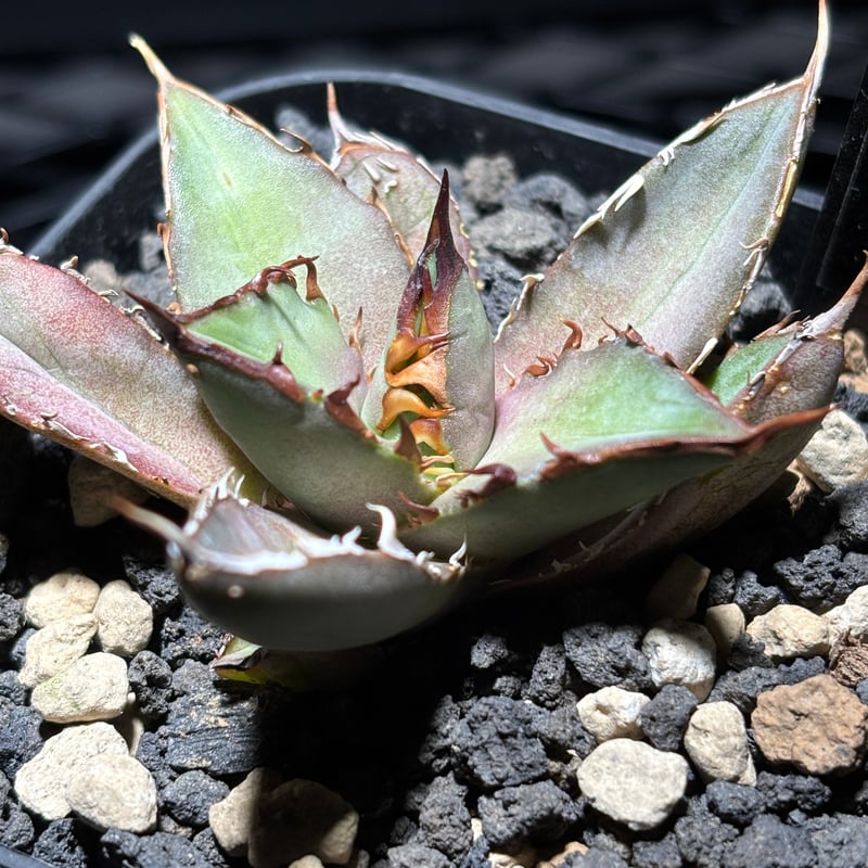 O62IR059】【 Obsidian 】※発根済み | PLANET ROCK PLANTS